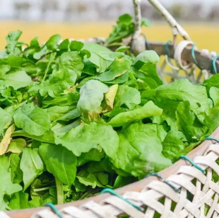 《食品科学》：江苏省农业科学院李大婧研究员：不同预处理对荠菜中二甲基硫醚类物质形成的影响