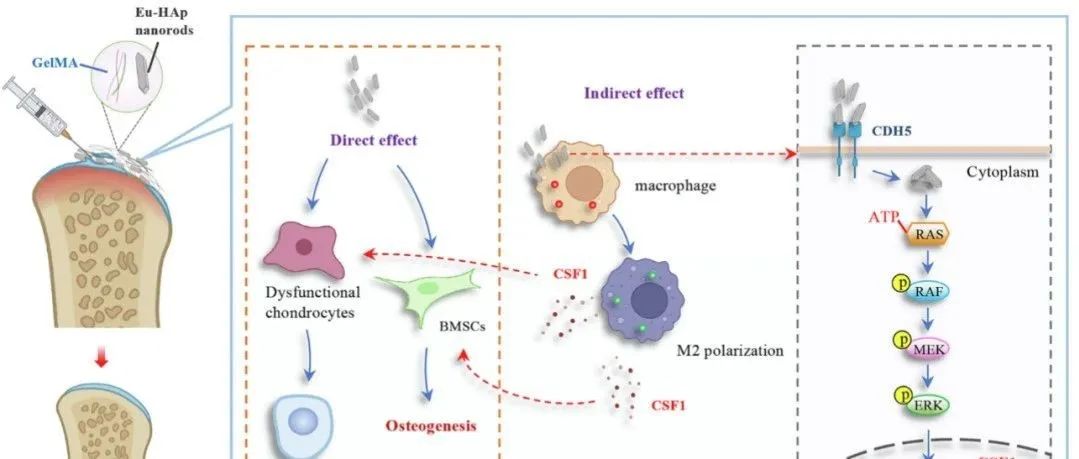 生物功能免疫调节铕掺杂羟基磷灰石纳米棒通过CDH5-RAS-RAF-MEK-ERK-CSF1轴修复骨软骨