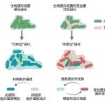 ISME Journal | 南京农业大学沈其荣院士团队：种间互作改变生物膜进化轨迹
