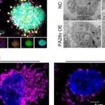 eLife丨四川大学李静等团队研究发现PA28γ可通过C1QBP提高线粒体功能促进肿瘤恶性进展