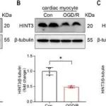 Adv Sci丨武汉大学唐其柱研究发现HINT3-HDAC1-SDHA轴是线粒体调控的关键通路