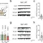 Nat Commun | 四川大学赖颖等团队研究发现突触小体-1作为主要的 Zn2+传感器介导病理条件下自发性神经递质释放