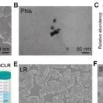 Bioact. Mater丨湖北大学吴水林等揭示了葛根素整合双功能益生菌水凝胶在无抗生素牙周炎治疗中的微生物-神经免疫调节作用