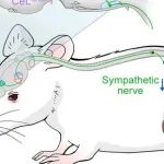Neuron | 陆军军医大学吴广延等首次揭示社交互动通过“神经-免疫-肿瘤”抑制乳腺癌进展