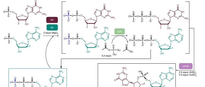 Biocatalytic Cascade Synthesis of MK-1454