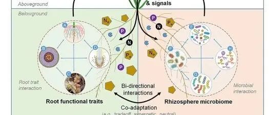 Trends in Ecology & Evolution: 根际微生物组是否与根系功能性状相匹配？