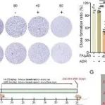 Adv Sci丨山西大学李卓玉研究揭示DDX6是治疗乳腺癌化学耐药的潜在新靶点