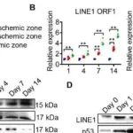 Bioact. Mater丨郑州大学研究团队通过内皮靶向细胞外囊泡递送 LINE1 反义寡核苷酸可以改善心肌梗死引起的心脏衰老