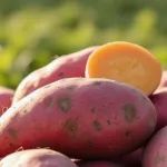 北京科技大学《ACS Omega》：以红薯糖浆为原料制备硬碳材料，用于钠离子电池