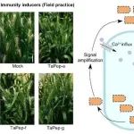 Plant Cell | 南京农业大学解析植物小肽免疫通路调控小麦赤霉病抗性的机制及其应用潜力