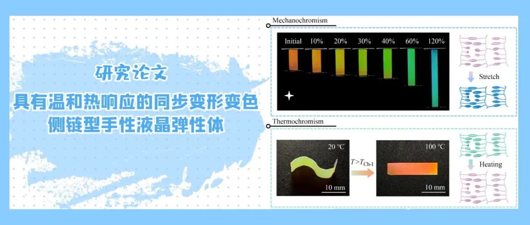 研究论文：具有温和热响应的同步变形变色侧链型手性液晶弹性体