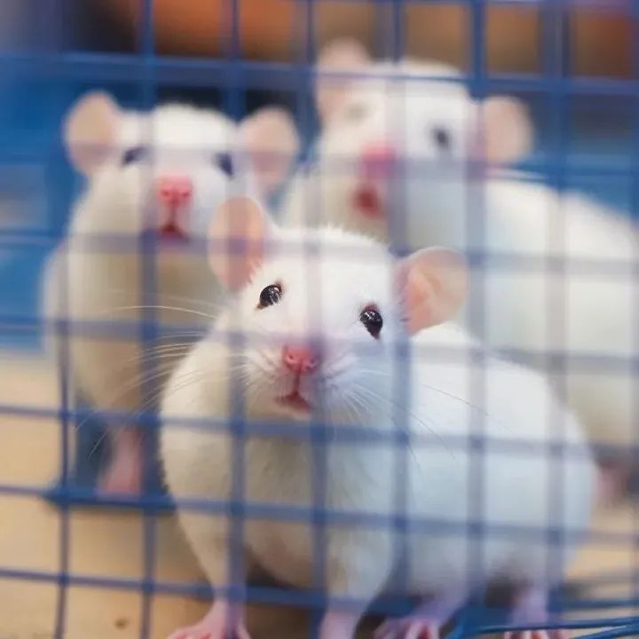 《食品科学》：陈历俊教授级高级工程师、高子晴副教授等：鼠李糖乳酪杆菌HM126调节小鼠肠道菌群及代谢物缓解过敏性鼻炎