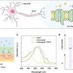Nature Commun：光介导离子动力学实现超低压有机电化学器件中的多模态学习、记忆和传感
