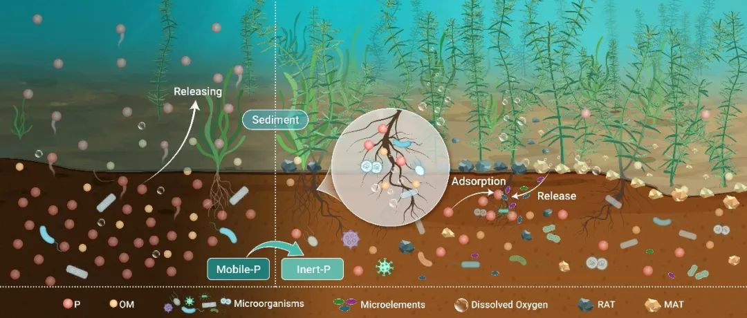 The Innovation Geoscience | 凹凸棒石协同沉水植物的水生态修复：策略构建与机制解析