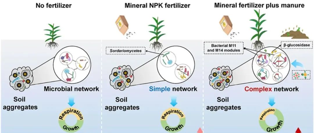 土壤团聚体CUE丨SOIL BIOL BIOCHEM：长期施用有机肥通过调节农田微生物群落提高土壤团聚体的碳利用效率