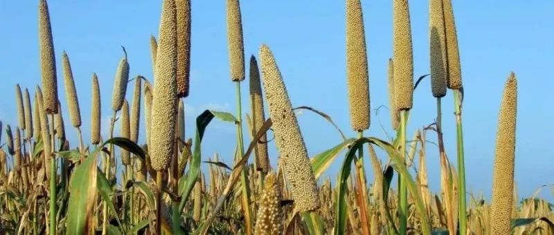 大大缩短育种周期，全基因组选择（GS）如何操作？