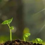 Plant&#160;Cell  | 董家强课题组揭示玉米等C4植物丝氨酸生物合成的机制
