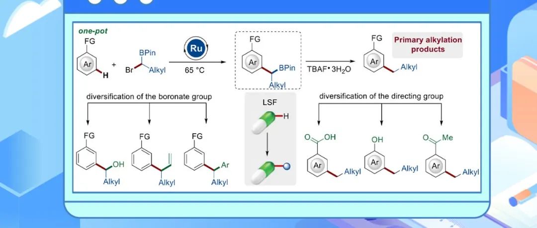 【ACS Catal.】哥廷根大学Lutz Ackermann团队：两亲性α-溴代硼酸酯的后期C-H键多样化修饰