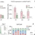 Cell Discovery丨南方科技大学胡海亮等研究团队发现靶向 TDO2 可消除休眠前列腺癌和预防肿瘤复发