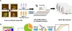 Adv Sci丨复旦大学竺向佳等团队研究为PM大规模筛查提供优选方案，并揭示其发病机制