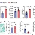 Nat Commun | 浙江大学揭志伟等团队研究发现靶向 Msx2 可抑制破骨细胞融合并用于骨质疏松症临床前治疗
