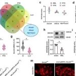 Nat Commun | 南方医科大学张晓龙研究发现组蛋白乳酸化调节DOCK4控制热伤害感受并支持Nav1.7运输