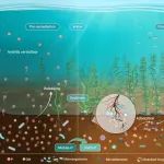 中科院水生生物所张义等The Innovation Geoscience：凹凸棒石协同沉水植物的水生态修复——策略构建与机制解析