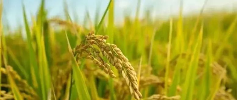 重大突破！植物染色体水平基因组跌至1万元