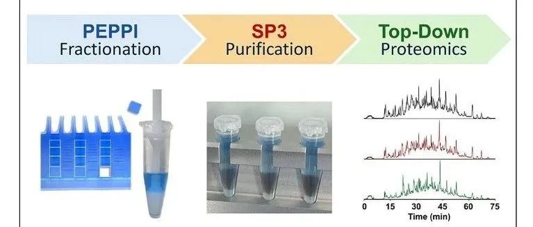 J. Proteome Res .|自上向下蛋白质组学的sp3纯化凝胶样品分离