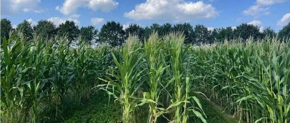饲草间作Meta分析丨AGRON SUSTAIN DEV：物种组合决定了饲料混合物的干物质产量或粗蛋白浓度是否增加