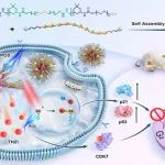 ACS Nano | 浙江大学生命科学学院周如鸿团队揭示含硒纳米系统可协同THZ1克服脊索瘤的放疗耐受性