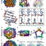 Nat. Struct. Mol. Biol. | 中科大张凯铭/李珊珊团队解析天然高阶RNA多聚体结构揭示RNA自组装新机制