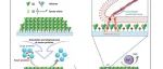 浙江大学计剑、张鹏团队ACS Nano | “惰性”白蛋白表面实现优于特异性配体的超高细胞选择性