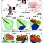 研究透视：镁合金 | Science