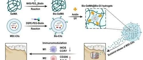 基于生物素-亲和素结合的外泌体复合GelMA水凝胶系统用于牙周再生
