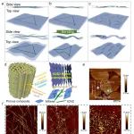 西南大学甘霖/黄进团队 AFM：“刚性一维纳米纤维素嵌入二维导电MXene”的尺寸匹配杂化填充型取向多孔材料及双功能力电传感
