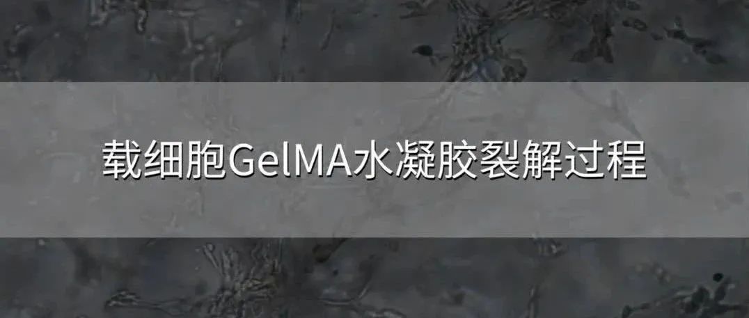 载细胞GelMA水凝胶裂解过程