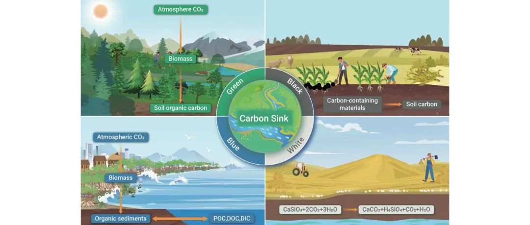 The Innovation Geoscience | “绿加蓝，黑加白”，四色解译陆地生态系统的碳汇密码