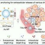 Biomaterials：可生物降解的碳点修饰中空二氧化锰可消耗胆固醇以实现级联放大的声免疫疗法