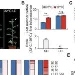 Adv Sci丨浙江农林大学崔霞等团队研究揭示FTL2-SFT调控网络在番茄高温介导开花中的关键作用