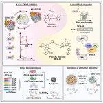 Cancer Cell | 华东师范大学逄秀凤等报道了一种可同时结合KRAS活性与非活性构象的泛KRAS抑制剂及其衍生的降解剂！