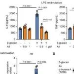 eLife丨中山大学夏小俊等团队研究发现Aurora激酶A通过调节内源性S-腺苷甲硫氨酸代谢促进训练免疫