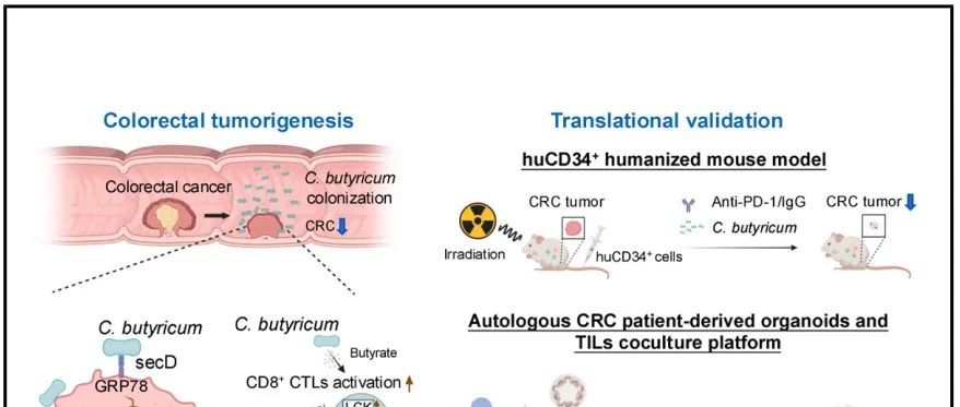 Cancer Cell | 香港中文大学于君团队揭示益生菌增效结直肠癌免疫治疗新方案