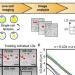 Cell Reports丨复旦大学研究团队在单细胞器水平解析表面积依赖性脂肪分解