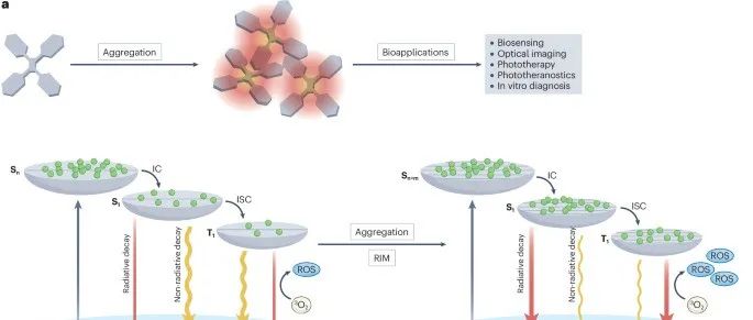 唐本忠教授、王东教授 Nat. Rev. Bioeng. 综述: 聚集诱导发光（AIE）活体、临床与转化应用