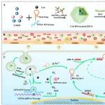 ACS Nano |&#160;装载Ce6-DNAzyme的MOF诊疗剂用于增强miRNA成像引导的乳腺癌光动力治疗