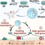 ACS Nano：液滴微流控源性病理性微环境激活的孢子纳米酶装置用于精准调控和治疗结肠炎