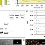 AFM | 四川大学林云锋等人研究设计一种双效纳米疗法TPG，可从源头上阻断NETosis并重塑肿瘤微环境