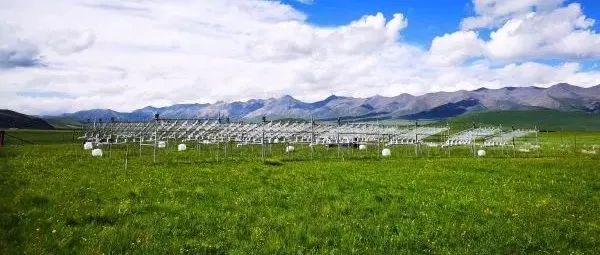 贺金生教授团队揭示青藏高原植物不同功能群对季节非对称性增温的特异性响应