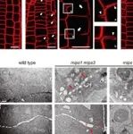 Nature子刊 | 杨维才院士团队揭示植物细胞分裂过程中膜形态变化调控机制